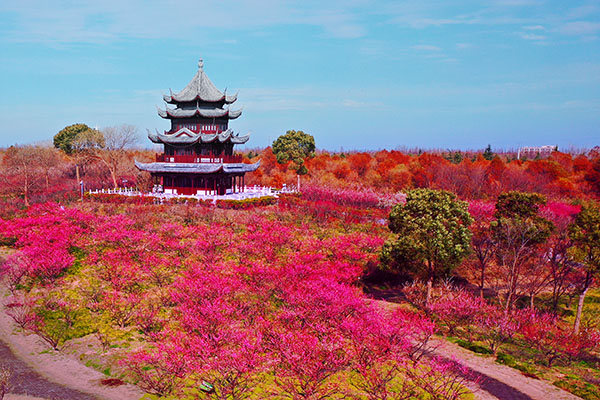 海灣森林  梅園   王帥-----.jpg